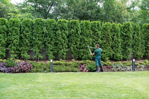 Best Tree Trimming and Pruning  in Spring Valley, CA