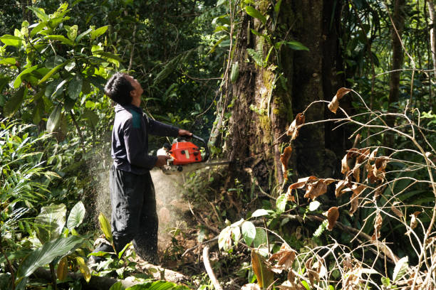 How Our Tree Care Process Works  in  Spring Valley, CA