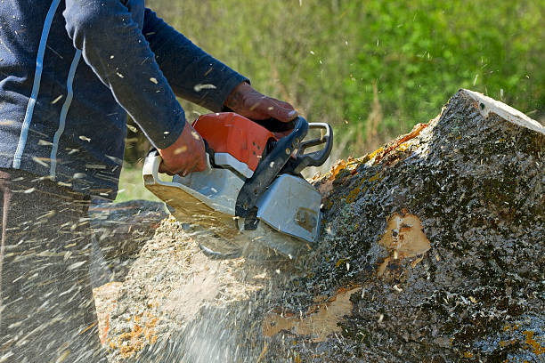 Best Lawn Mowing  in Spring Valley, CA